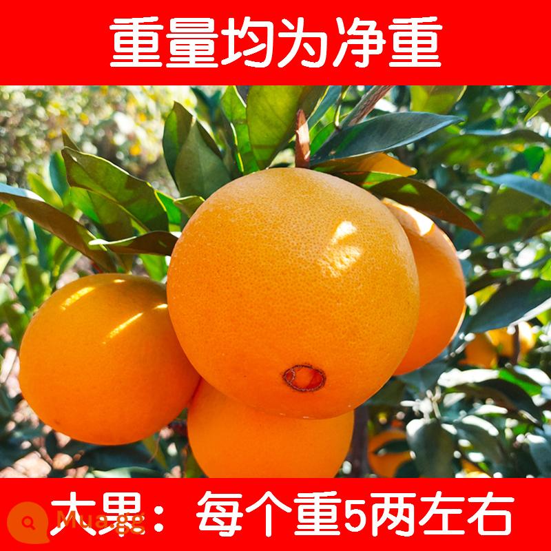 Gannan Navel Orange Jiangxi Authentic Orange Orange Orange 10 pound khu vực sản xuất trực tiếp phát hiện ra toàn bộ hộp của mùa - 80mm (bao gồm)-85mm (không bao gồm)