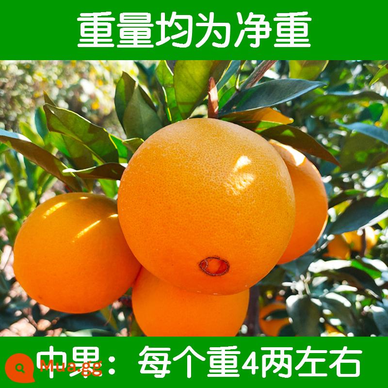 Gannan Navel Orange Jiangxi Authentic Orange Orange Orange 10 pound khu vực sản xuất trực tiếp phát hiện ra toàn bộ hộp của mùa - 75mm (bao gồm)-80mm (không bao gồm)