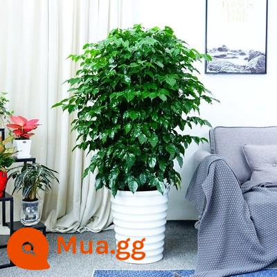 Cây hạnh phúc trong chậu cây bốn mùa thường xanh văn phòng cây cảnh tốt thanh lọc không khí hấp thụ formaldehyde cây xanh để bàn - [Thường xanh cho mọi mùa] Cây hạnh phúc cụm cao cấp (60-70) cm