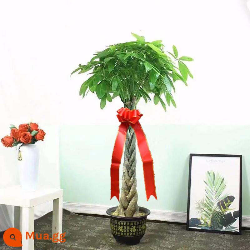 Phòng khách Fortune Phòng khách lớn Văn phòng Chầu Văn phòng Good Rabin Fortune Tree Kwen Cứu trợ Cây xanh Bonsai - [Giao hàng lên lầu] Kiểu tết 1,4-1,6 mét (chậu nhân vật Fu + phân bón đặc biệt)