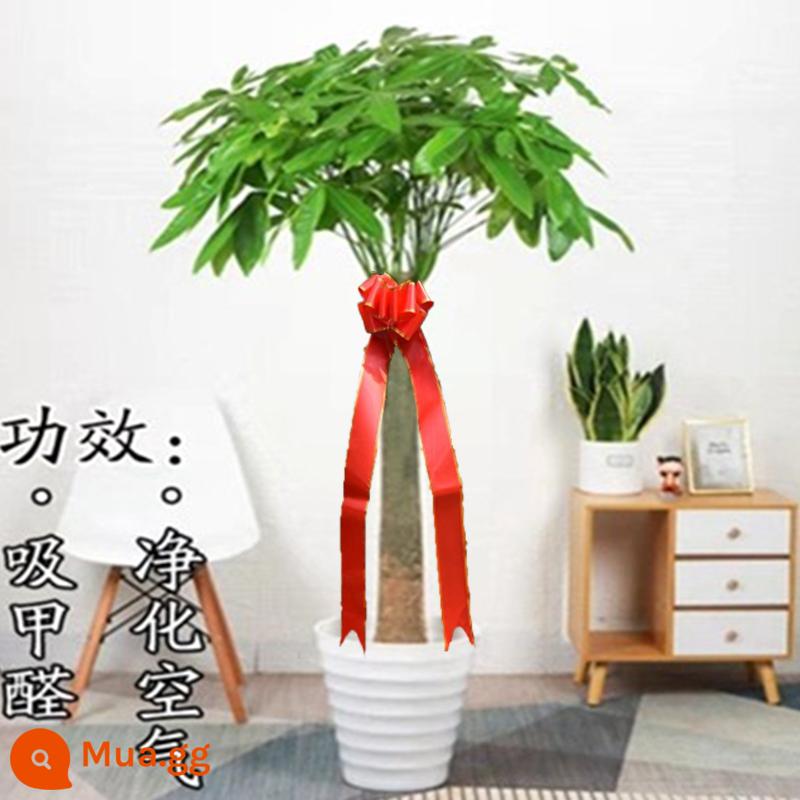 Phòng khách Fortune Phòng khách lớn Văn phòng Chầu Văn phòng Good Rabin Fortune Tree Kwen Cứu trợ Cây xanh Bonsai - [Ưu đãi đặc biệt] Mẫu trụ đơn 1,0-1,2 mét (chậu ren trắng + phân bón đặc biệt)