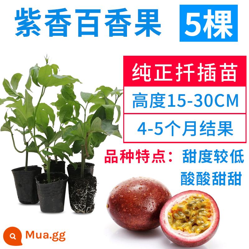 Cây giống chanh leo Quảng Tây hương thơm thanh khiết và vàng ngọt ngào cây giống cây ăn quả Qinmi số 9 cây ghép bốn mùa tiếp tục đơm hoa kết trái - 5 cây thơm tím (độ ngọt thấp hơn)