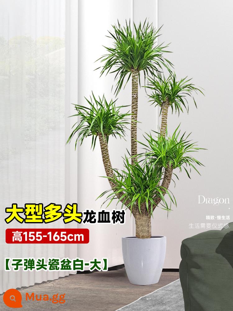 Dracaena chậu cây xanh trong nhà phòng khách lớn cây cảnh lớn hoa thật rồng sắt rồng râu cây văn phòng sàn nhà máy - Cây máu rồng nhiều đầu lớn 155-165cm [chậu sứ viên đạn trắng-lớn]