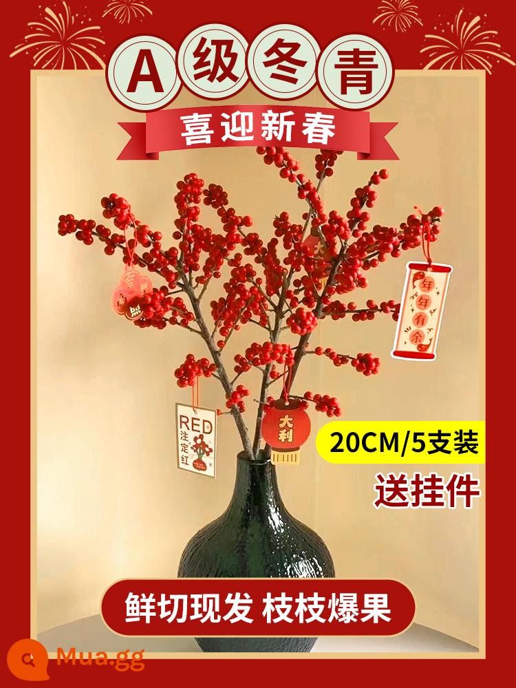 Inch Hoa Vàng Cây thủy canh Forsythia Cành khô Cắm hoa Phòng khách Cành tươi Thủy canh Hoa tươi cắt đêm giao thừa - Nhựa ruồi đỏ cao cấp loại A 20cm/5 cành + mặt dây chuyền