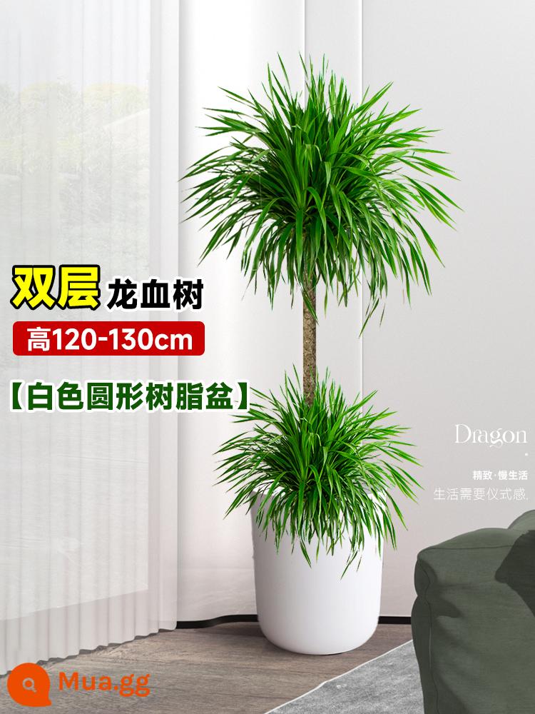 Dracaena chậu cây xanh trong nhà phòng khách lớn cây cảnh lớn hoa thật rồng sắt rồng râu cây văn phòng sàn nhà máy - Chậu nhựa tròn hai tầng màu trắng cao 120-130cm kèm khay