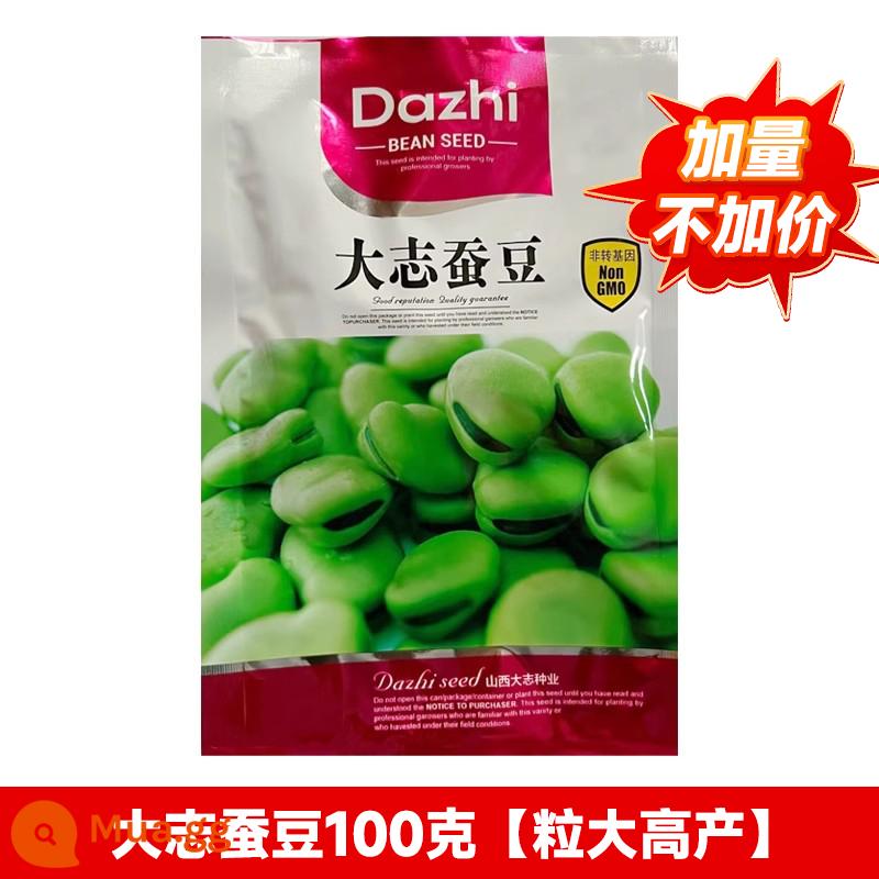 Hạt giống đậu rộng, hạt giống rau đậu siêu to năng suất cao, chậu trồng ban công trồng đậu, hạt đậu tất cả các mùa - ⭐Không tăng giá khi lấy số lượng nhiều! Đậu tằm Dazhi 100g [hạt lớn và năng suất cao]