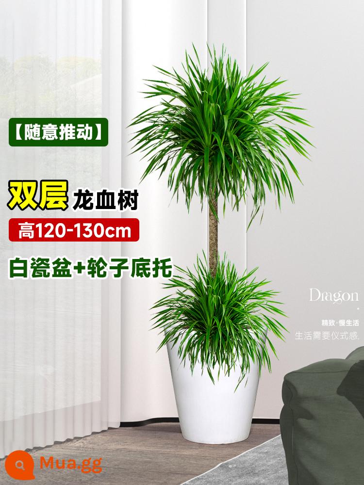 Dracaena chậu cây xanh trong nhà phòng khách lớn cây cảnh lớn hoa thật rồng sắt rồng râu cây văn phòng sàn nhà máy - Chậu sứ trắng cao 120-130cm cây máu rồng + giá đỡ đáy bánh xe [có thể đẩy theo ý muốn]