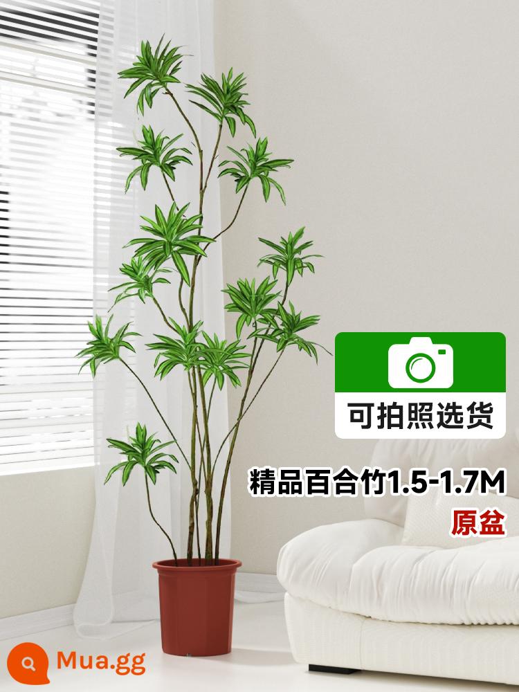 Lily Bamboo Phòng khách Cây xanh Phnom Penh Lily Bamboo Thực vật xanh trong chậu Cũ Hình dạng đống Đèn trong nhà Sang trọng Cây lớn - Tre huệ cao cấp 1,5-1,7m bao gồm chậu nguyên bản [có thể chụp ảnh để lựa chọn]