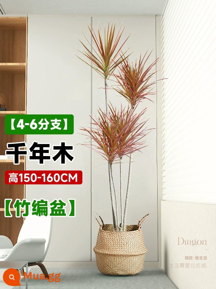 Dracaena chậu cây xanh trong nhà phòng khách lớn cây cảnh lớn hoa thật rồng sắt rồng râu cây văn phòng sàn nhà máy - Chậu tre nghìn năm tuổi 4-6 đầu 1,5-1,6m-tủ tre