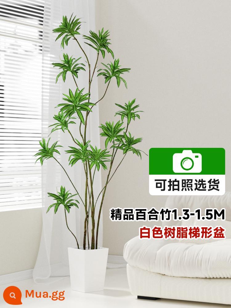 Lily Bamboo Phòng khách Cây xanh Phnom Penh Lily Bamboo Thực vật xanh trong chậu Cũ Hình dạng đống Đèn trong nhà Sang trọng Cây lớn - Chậu tre hình thang nhựa trắng cao cấp 1,3-1,5m [có thể chụp ảnh để lựa chọn]