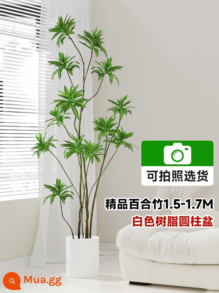 Lily Bamboo Phòng khách Cây xanh Phnom Penh Lily Bamboo Thực vật xanh trong chậu Cũ Hình dạng đống Đèn trong nhà Sang trọng Cây lớn - Chậu hình trụ bằng tre cao cấp 1,5-1,7m bằng nhựa trắng [có thể chụp ảnh để lựa chọn]