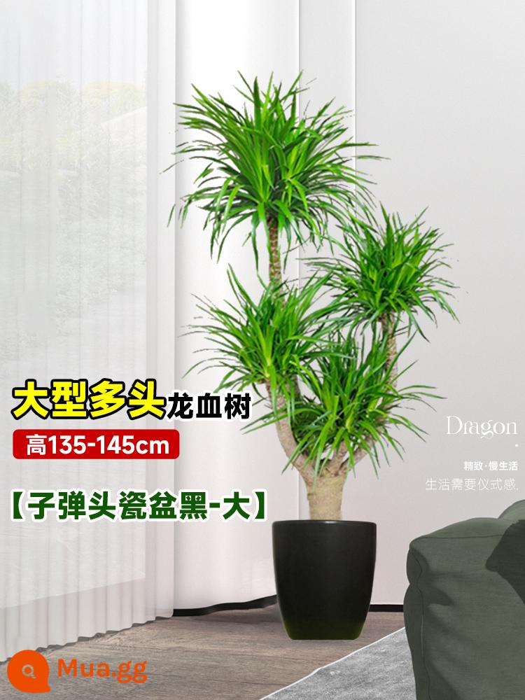 Dracaena chậu cây xanh trong nhà phòng khách lớn cây cảnh lớn hoa thật rồng sắt rồng râu cây văn phòng sàn nhà máy - Cây máu rồng nhiều đầu lớn 135-145cm [chậu sứ viên đạn đen-lớn]