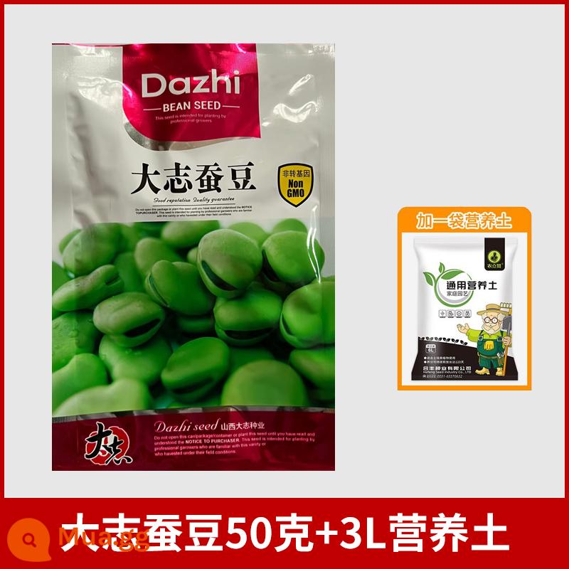 Hạt giống đậu rộng, hạt giống rau đậu siêu to năng suất cao, chậu trồng ban công trồng đậu, hạt đậu tất cả các mùa - Đậu tằm Dazhi 50g/túi + 3L đất dinh dưỡng