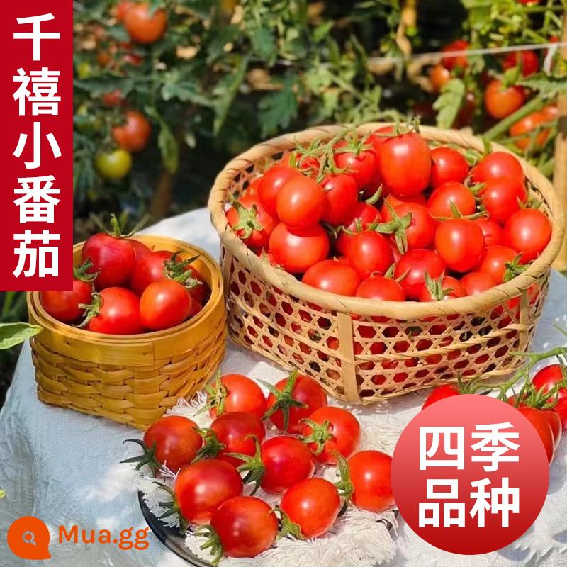 Cây giống cà chua cát Hạt giống cà chua Provence trong nhà hạt giống trái cây trong chậu cây giống rau trong chậu Daquan - 6 Cây giống cà chua thiên niên kỷ [cà chua bi]