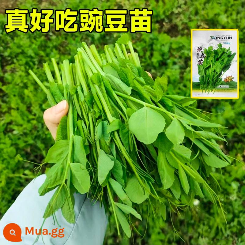 Mùa xuân gieo các loại rau giống và cây giống tất cả các mùa mùa hè cà chua tiêu hạt giống cà chua dưa chuột hạt giống miền nam - Giá đỗ cực ngon 15g