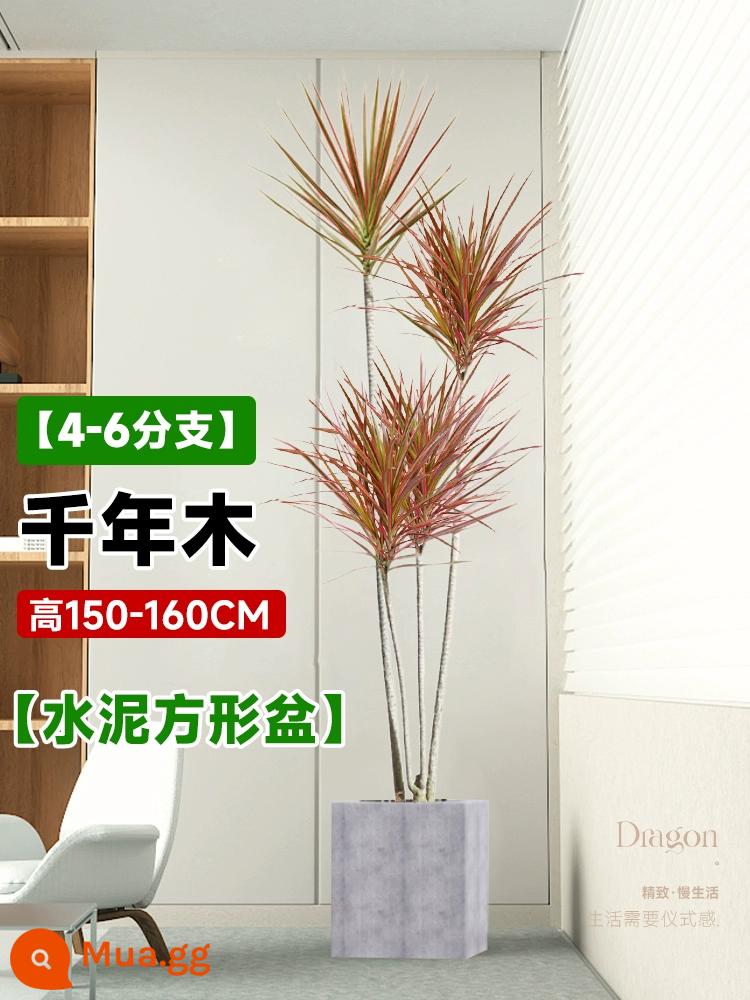 Dracaena chậu cây xanh trong nhà phòng khách lớn cây cảnh lớn hoa thật rồng sắt rồng râu cây văn phòng sàn nhà máy - Chậu xi măng vuông 4-6 đầu Millennium Wood 1,5-1,6 mét