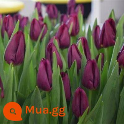 Tulip bóng lớn nhập khẩu cánh kép trồng thủy canh bốn mùa ra hoa 5 năm độ bóng nuôi cấy đất trồng hoa hạt giống trồng trong chậu - Mắt Tím 5 Bóng + Phân Bón