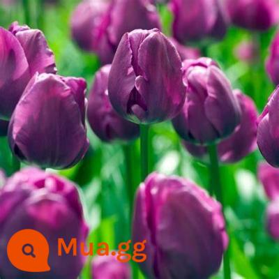 Tulip bóng lớn nhập khẩu cánh kép trồng thủy canh bốn mùa ra hoa 5 năm độ bóng nuôi cấy đất trồng hoa hạt giống trồng trong chậu - 5 quả bóng nhỏ màu đen + phân bón