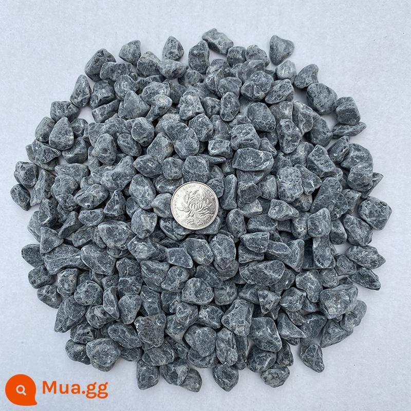 50 bảng - 50 pound màu xám đậm 1,2-1,5cm