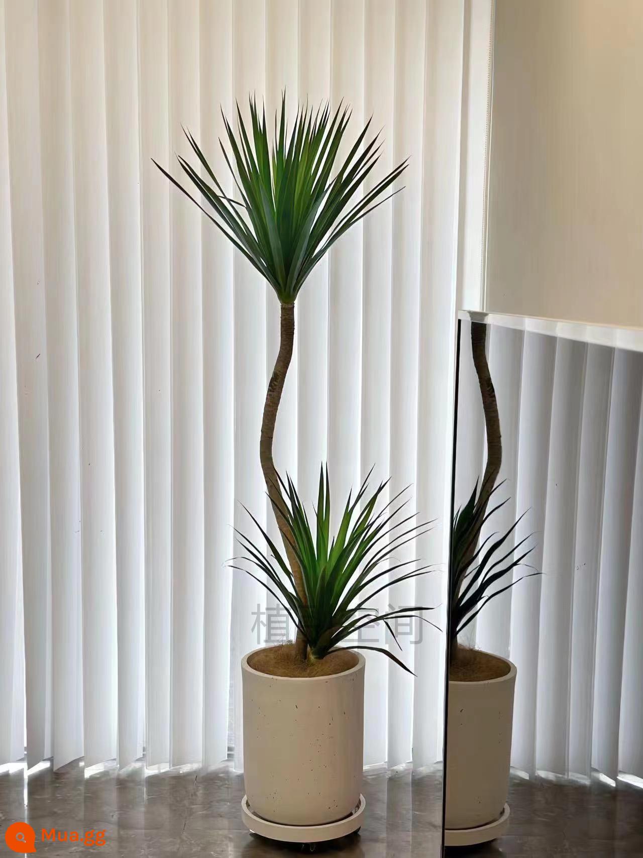 Cây xanh phòng khách Dracaena, cây trồng trong chậu trong nhà, cây văn phòng lớn, Cây Râu Rồng có tác dụng thanh lọc không khí, loại bỏ formaldehyde rất tốt. - Cây máu rồng loại S 1,5-1,7m-[chậu hoa tuyết tròn màu trắng]