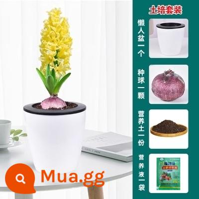 Bộ thủy canh hạt giống lục bình trong nhà và ngoài trời dễ trồng, dễ sống, trồng đất thủy canh chịu lạnh cây trồng trong chậu hạt giống hoa - 1 bóng vàng + chậu lười + đất dinh dưỡng + dung dịch dinh dưỡng