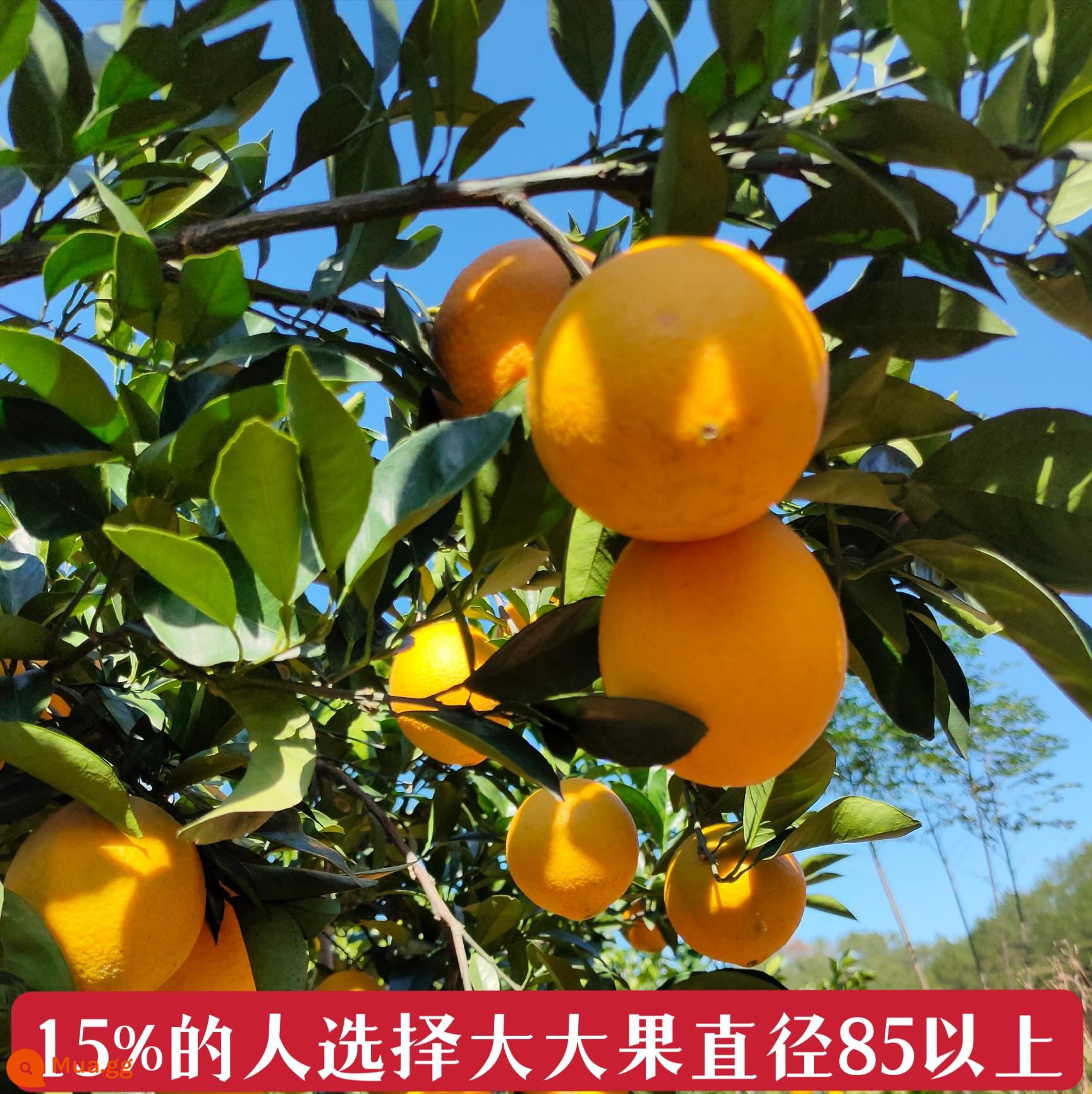 Jiangxi Gannan Navel Orange Ganzhou xin - 85mm trở lên