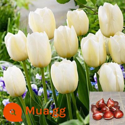 Hoa tulip thủy canh, củ lớn, hạt thủy tiên, cây xanh trồng trong chậu, hoa trồng trong nhà, tốt cho trồng lục bình - Củ tulip trắng [phiên bản được bọc và đóng gói]