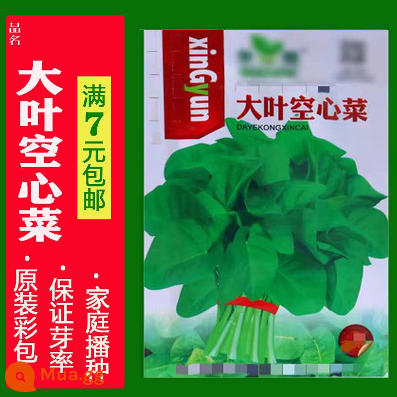 Sân ban công Hạt giống hẹ bốn mùa Hạt giống rau củ hành xanh trong chậu Gieo hạt bốn mùa Hạt giống rau quả dễ dàng - Khoảng 60 miếng rau muống lá to (nguyên bản)