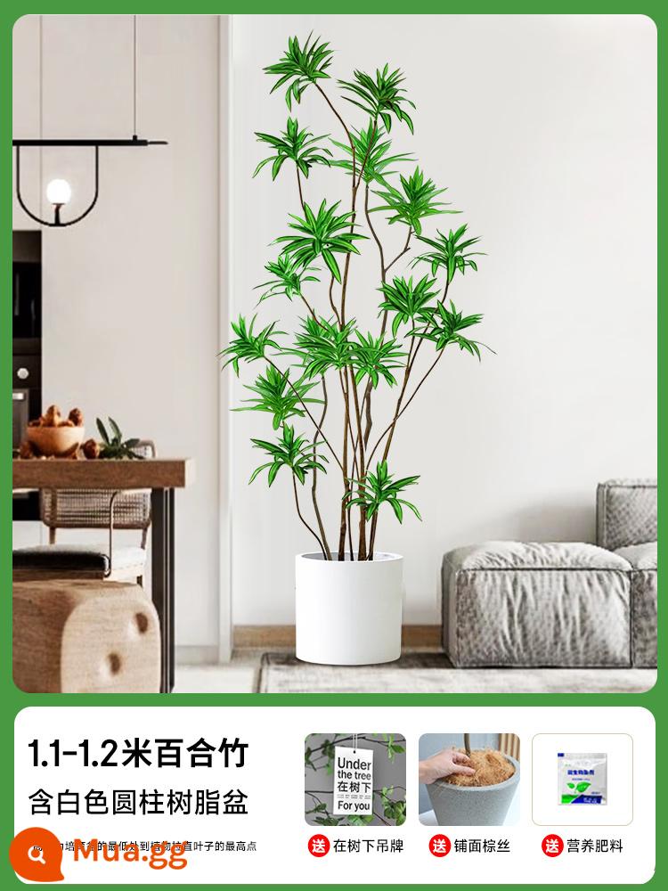 Lily Bamboo Phòng khách Cây xanh đích thực Cây xanh trong nhà lớn trong chậu Cây xanh Phnom Penh Cây hoa huệ Cây huyết dụ Nhẹ nhàng Sang trọng Dễ bảo trì - [Chọn Ảnh] Chậu Nhựa Hình Trụ Màu Trắng Lily Bamboo 1.1-1.2m Cao Cấp