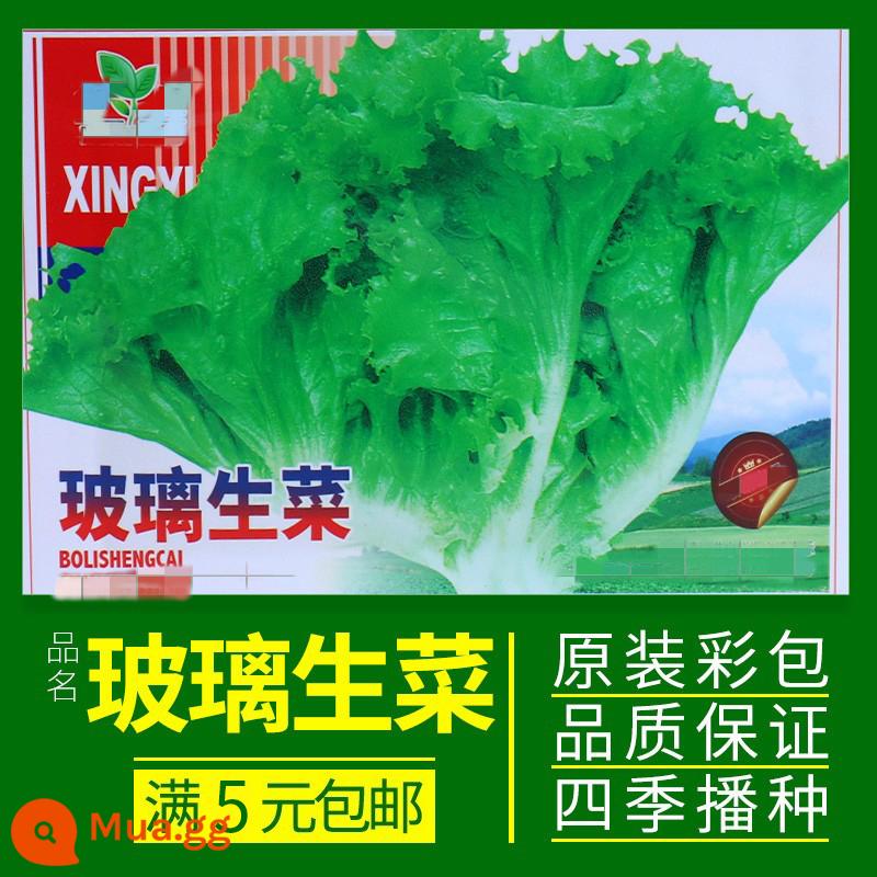 Hạt giống rau củ gieo trong chậu các mùa, sân ban công, ngò, xà lách, rau muống, cà rốt và hành lá, hạt giống đơn giản, dễ gieo - Khoảng 300 miếng xà lách thủy tinh