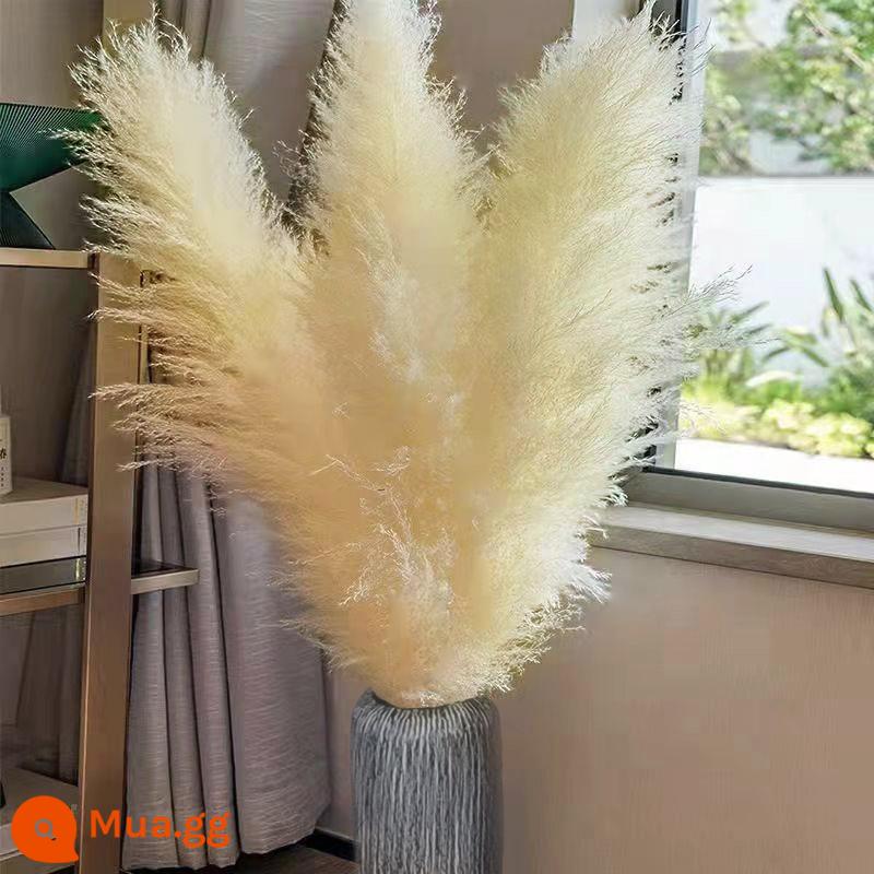 Lưới đỏ pampas tự nhiên sậy hoa khô hoa thật pampas cỏ trang trí ins phong cách đám cưới hạ cánh cành lớn mô phỏng bó hoa - Miếng vụn màu trắng nhạt dài 60 cm, tổng chiều dài 1 mét 5 miếng