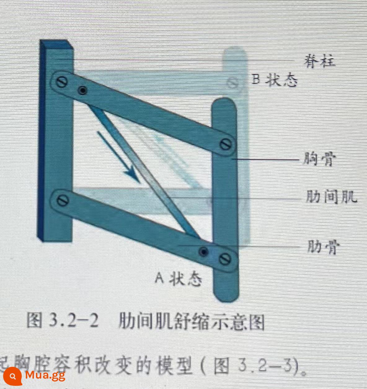 Phổi thở mô hình sinh học trung học cơ sở tự làm cơ quan cơ thể người co cơ liên sườn khoang ngực thay đổi bài tập mô phỏng cơ hoành - Giãn và co cơ liên sườn (nhánh đơn dài 15CM