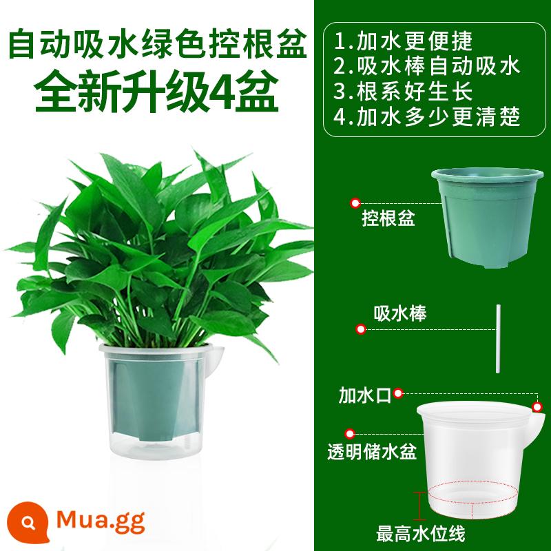 Cây kudzu vàng loại bỏ formaldehyd Cây trồng trong chậu thanh lọc không khí trong nhà hoa xanh Luo nhà mới Cây kudzu vàng hấp thụ formaldehyde - 4 chậu [Chậu xanh kiểm soát rễ 130# được cấp bằng sáng chế tự động hút nước] Tặng kèm ấm đun nước + 10 bao phân bón