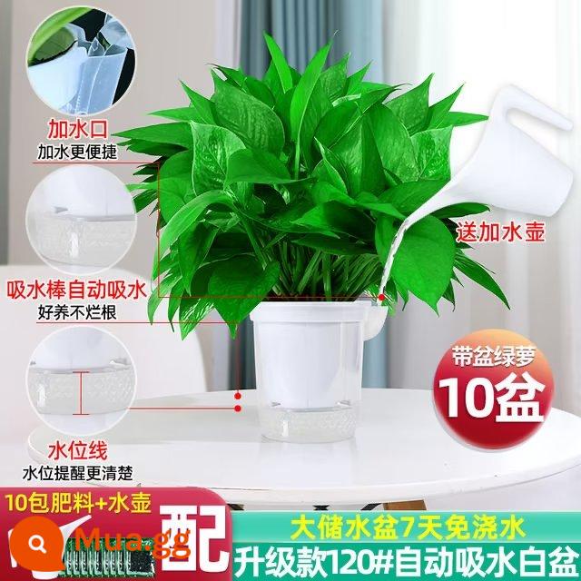 Chậu cây kudzu vàng trồng trong nhà loại bỏ formaldehyde, dễ trồng Cây dây leo dài kudzu vàng cho nhà mới, chậu cây xanh lớn hút formaldehyde trong gia đình - 10 chậu [nâng cấp 120# chậu trắng tự hút màu trắng] + chậu + 10 bao phân bón