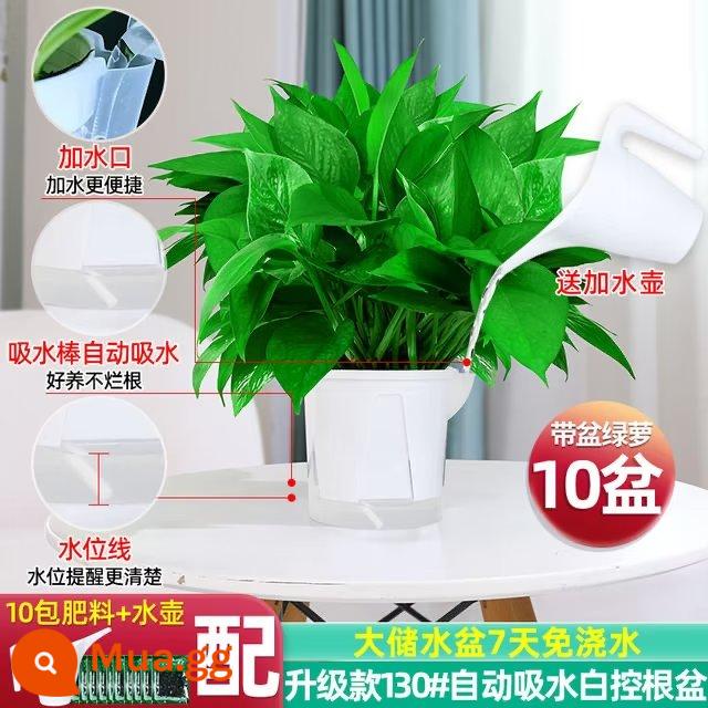 Chậu cây kudzu vàng trồng trong nhà loại bỏ formaldehyde, dễ trồng Cây dây leo dài kudzu vàng cho nhà mới, chậu cây xanh lớn hút formaldehyde trong gia đình - 10 chậu [nâng cấp 130# chậu kiểm soát rễ trắng] + chậu + 10 bao phân bón