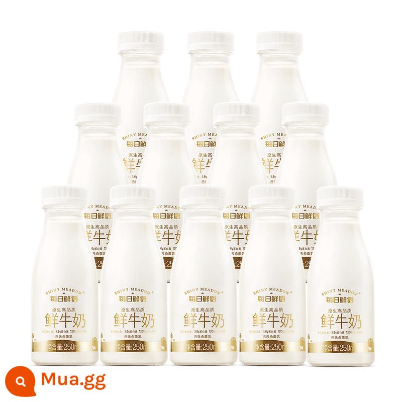 Ngôn ngữ tươi hàng ngày Sữa tươi nguyên chất chất lượng cao 250ml*12 chai thanh trùng canxi nhiệt độ thấp SF Express miễn phí vận chuyển 02 - Chất béo nguyên chất cao cấp 250ml