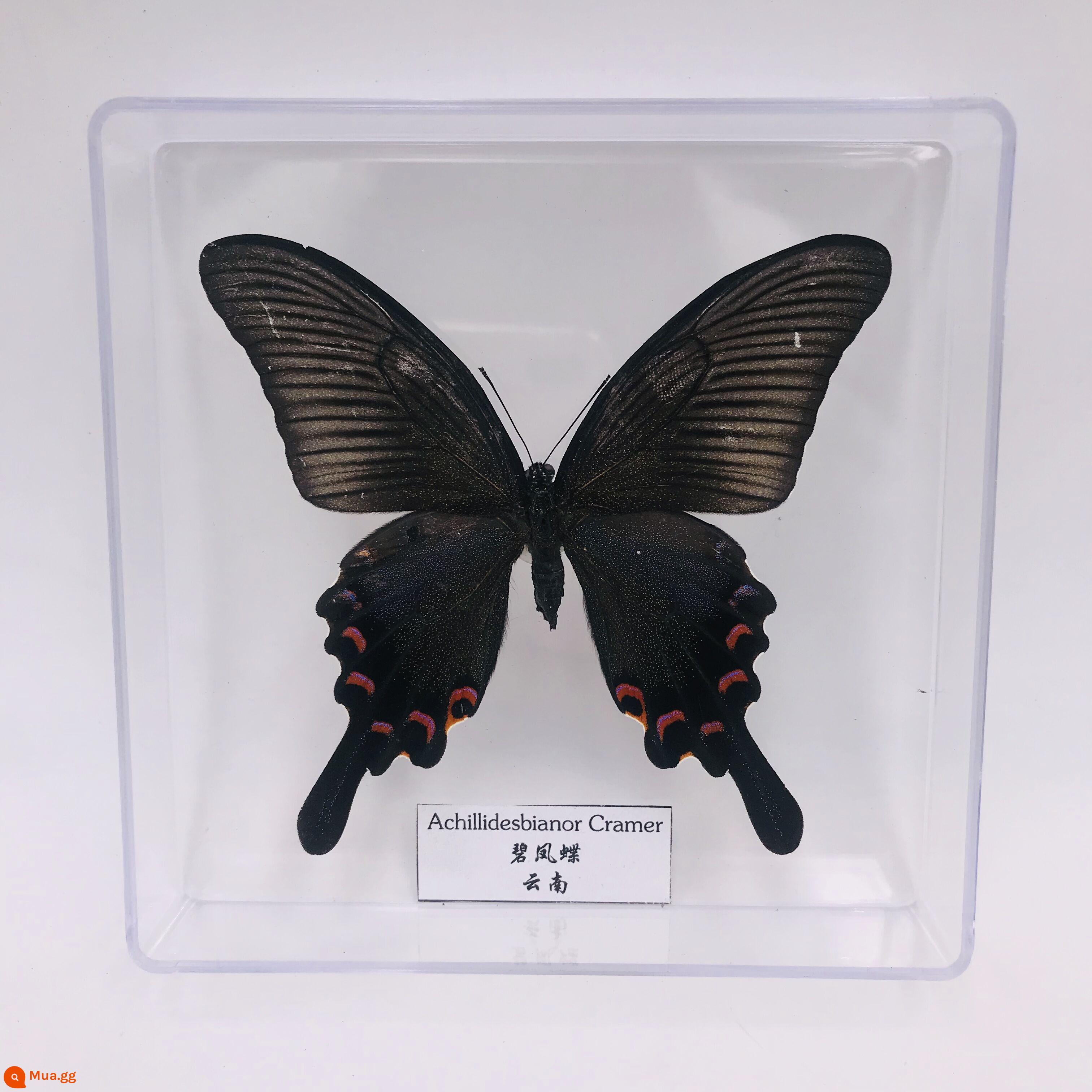 Bướm Fairy Butterfly Đặc điểm kỹ thuật Thông số kỹ thuật thực sự Đặc điểm kỹ thuật côn trùng Bướm - Bướm Papilion đen