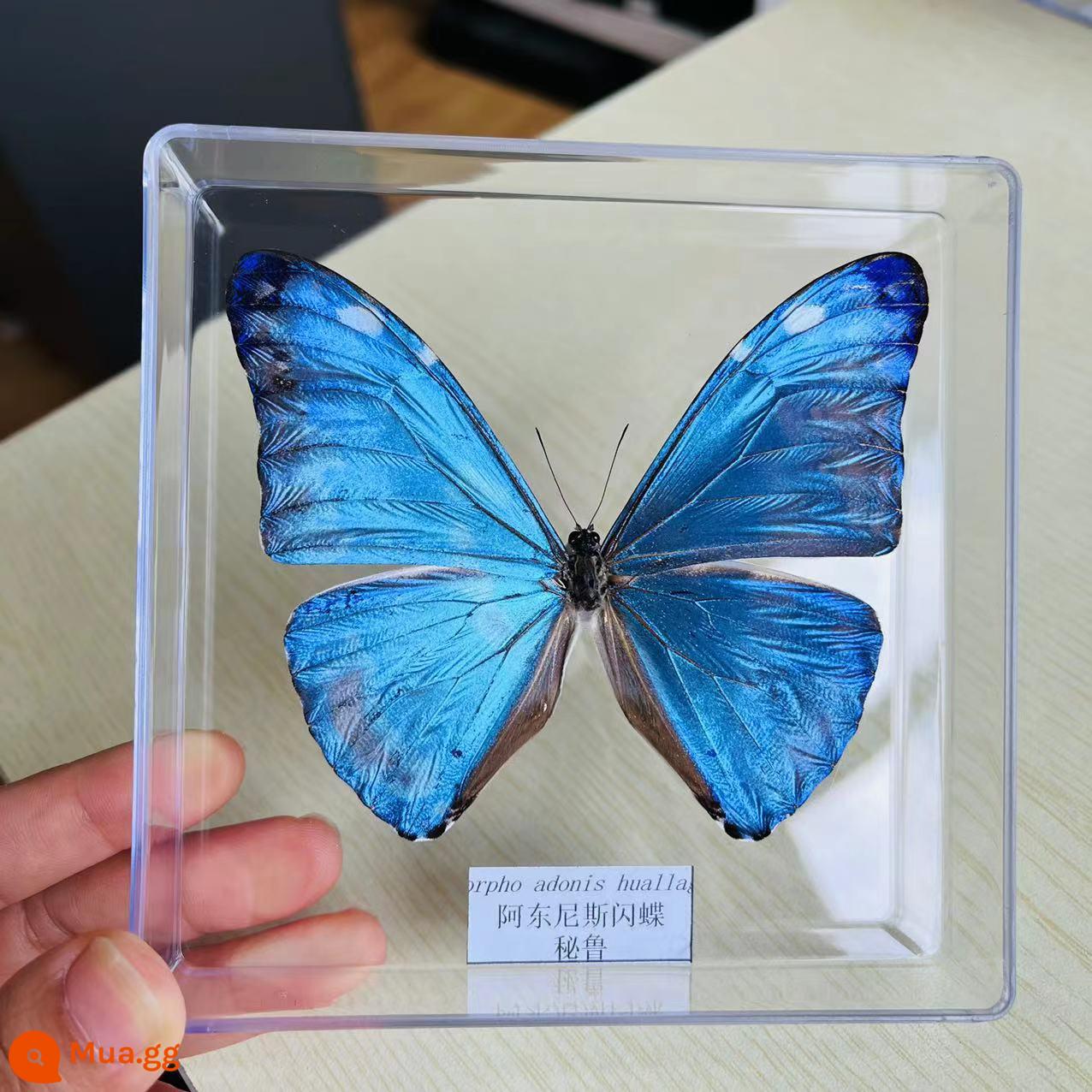 Bướm Fairy Butterfly Đặc điểm kỹ thuật Thông số kỹ thuật thực sự Đặc điểm kỹ thuật côn trùng Bướm - Violet Antonis Hình thái A-