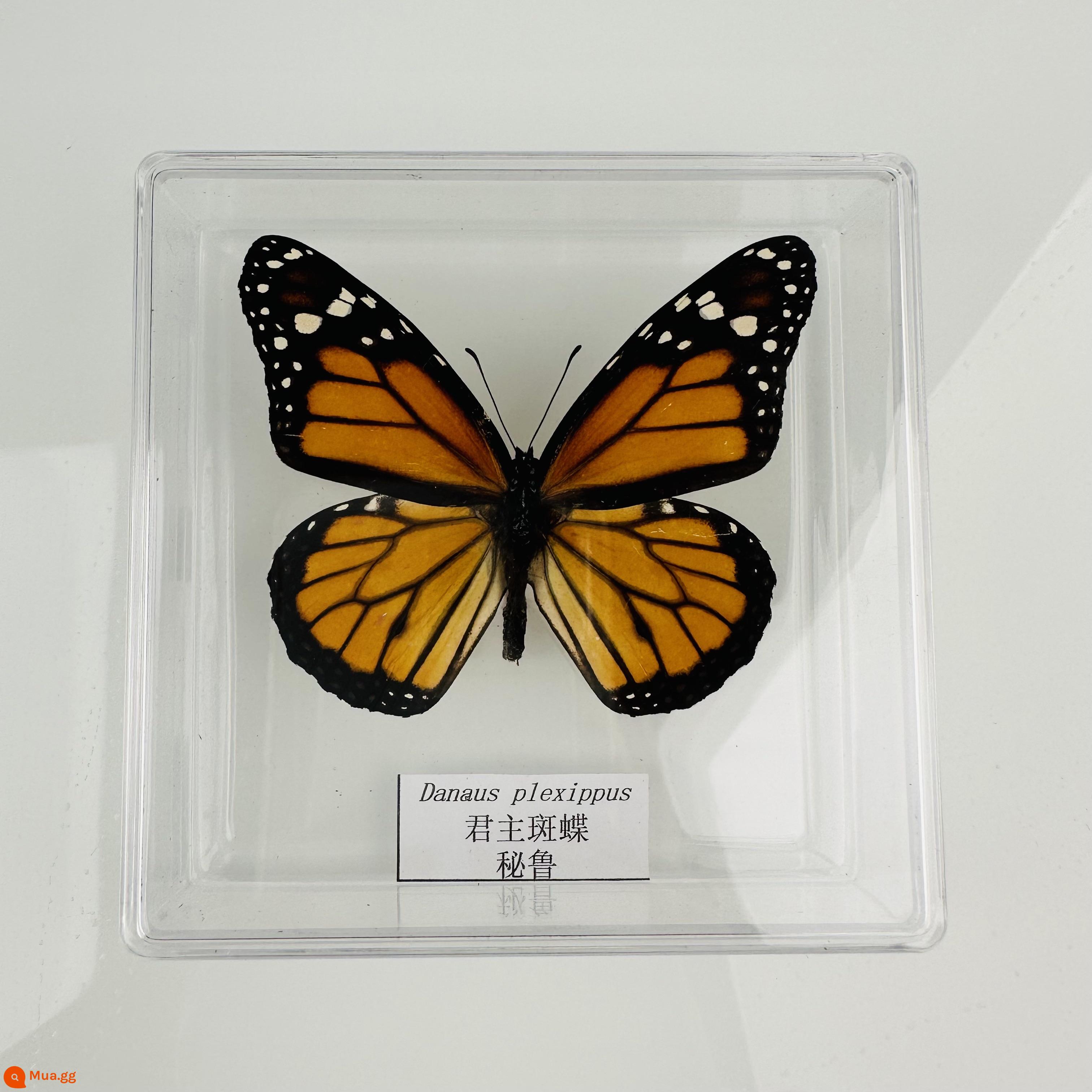 Bướm Fairy Butterfly Đặc điểm kỹ thuật Thông số kỹ thuật thực sự Đặc điểm kỹ thuật côn trùng Bướm - bướm chúa