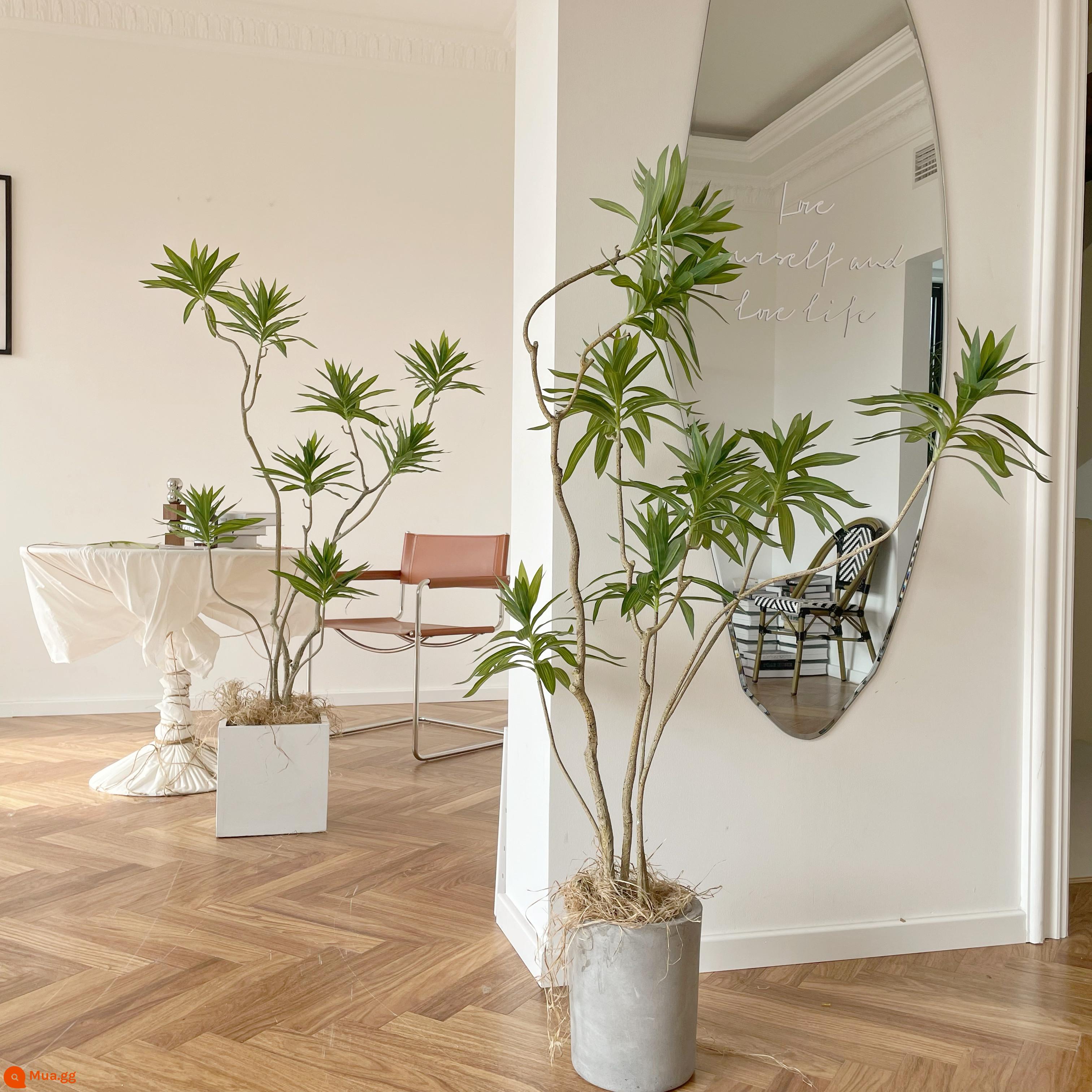 Mua Bắc Âu ins mô phỏng màu xanh lá cây lily tre lớn từ trần đến sàn trong  nhà trang trí phòng khách trang trí cửa sổ trang trí trong chậu cây