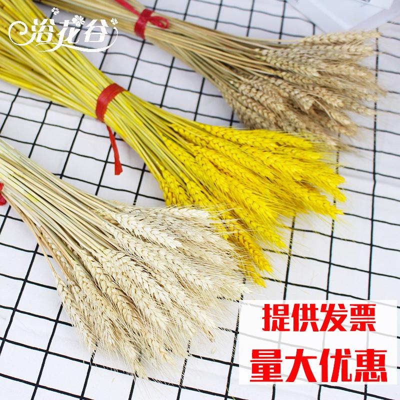 Barley Barley Spike Dry Flower Bouquet Mở ra giỏ hoa Wolf Rabbit Tail Trang trí quà tặng Đạo cụ chụp nhỏ Trang trí đám cưới