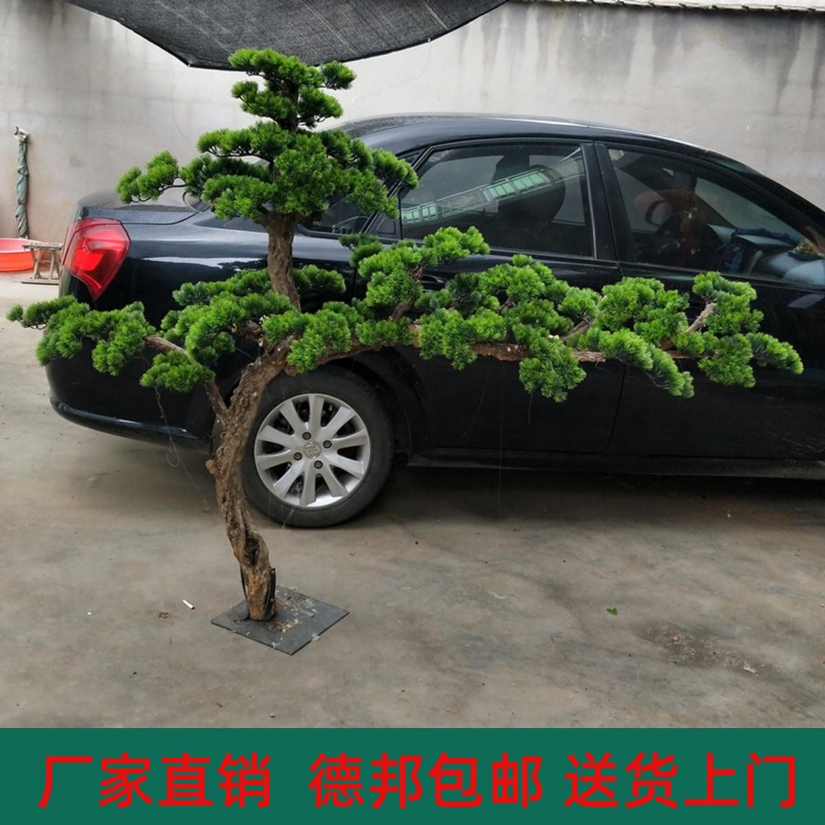 Mô phỏng thông chào đón cây thông Luo Han Pine Pine Trung tâm thương mại Trang trí khách sạn Phong cách chào mừng trang trí phong cảnh thông