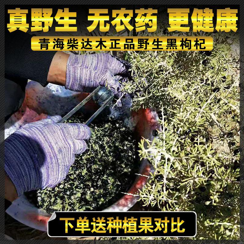 [True wild] Qinghai Nuomuhong black wolfberry đích thực quả siêu lớn 200g không phải Tân Cương Ninh Hạ không cần rửa