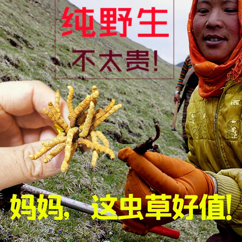 Xiaopi Tong Qinghai Qilian chính hãng đầu tiên không phải là Naqu Yushu Cordyceps Sinensis không phải là Hộp quà tặng cỏ không phải