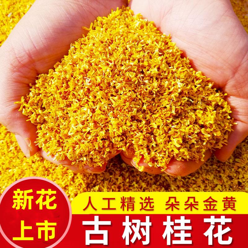 2022 Thiên đường sông Lệ Giang Quế Lâm Cây cổ thụ Vàng Osmanthus Trà khô Ăn được Trà cao cấp Nướng Trà hoa thơm