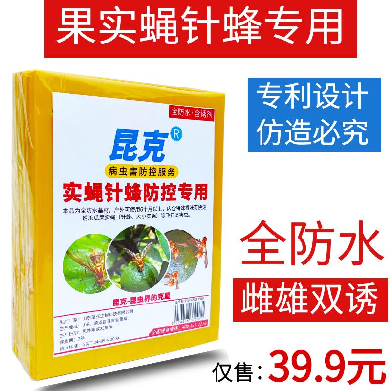 Kunke dưa ruồi giấm bảng dính chống ruồi giấm kim ong dán vàng phía trước bảng màu vàng nhúng giấy bẫy dính dính bảng côn trùng