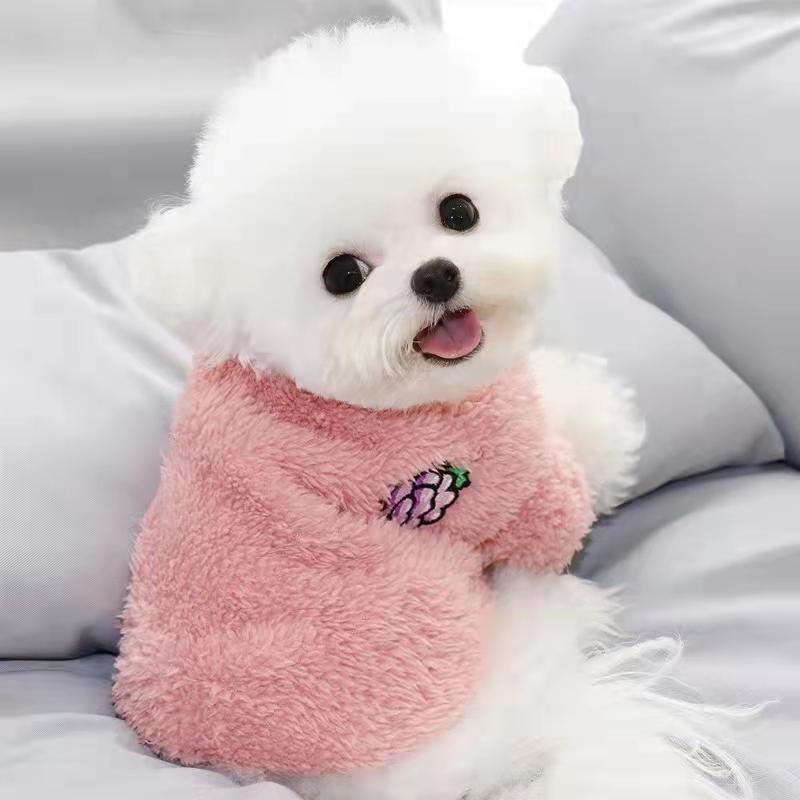 Chó con Teddy thuần chủng Live Pedigree Poodle Bichon Frise Chó nhỏ Teacup Dog Pomeranian Pet Dog