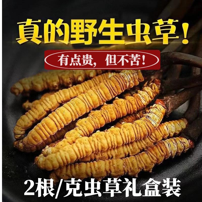 Hộp quà tặng lễ hội đông trùng hạ thảo Naqu Cordyceps hoang dã giai đoạn đầu chính hãng Cordyceps sinensis