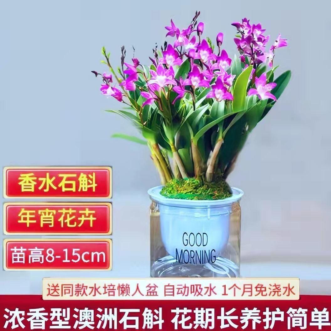 Cây giống lan Dendrobium thơm hai màu Úc có nụ, hoa thơm nồng và cây xanh, cây giống Dendrobium trồng trong chậu trong nhà