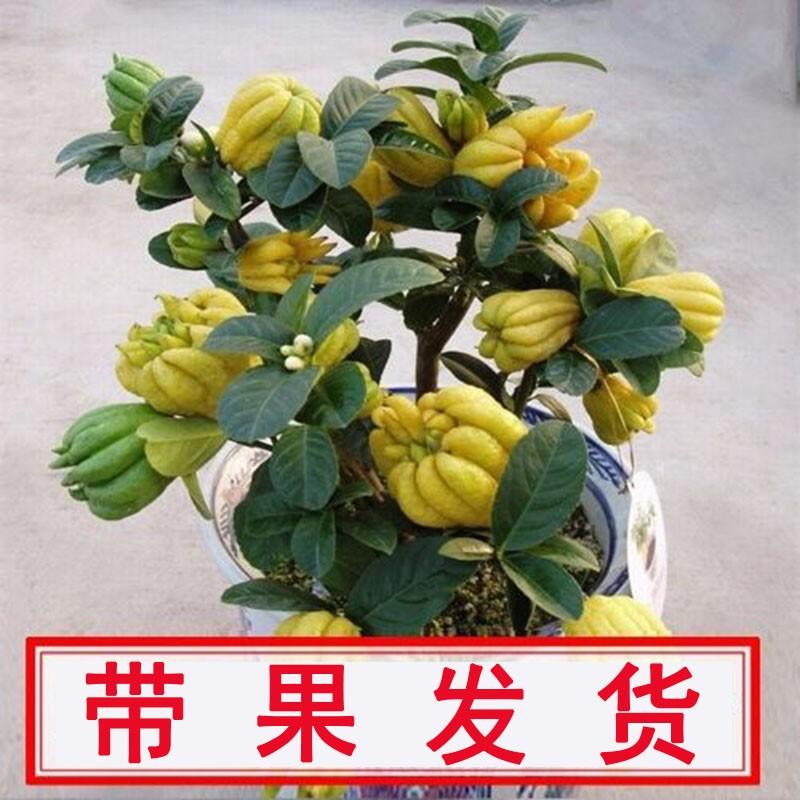 Ban công với trái cây trong chậu vườn hoa cây giống cam bergamot vàng ngàn cây giống trái cây cam bergamot cây trồng trong chậu cam bergamot